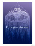 Jellyfish: Ptychogena Pinnulata Posters par Ernst Haeckel