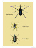 Beetles: Rhina Barbirostris, Curculio Cuvieru and C. Vittatus Prints by Sir William Jardine