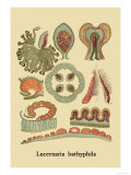 Jellyfish: Lucernaria Bathyphila Affiches par Ernst Haeckel