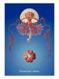 Jellyfish: Thamnostylus Dinema Posters av Ernst Haeckel