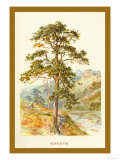 Scotch Fir Prints by W.h.j. Boot Scotch Fir Prints by W.h.j. Boot