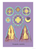 Jellyfish: Periphylla Mirabilis Posters par Ernst Haeckel