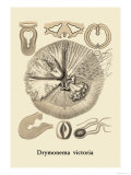Jellyfish: Drymonema Victoria Pósters por Ernst Haeckel