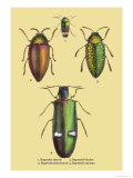 Beetles: Buprestis Chrysis B. Sternicornis Posters by Sir William Jardine