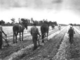 Cultivating Cotton Demonstration Posters par George W. Ackerman