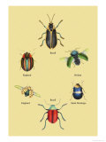 Beetles of Brazil, Britain, England and Saint Domingo Print by Sir William Jardine