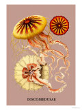 Ernst Haeckel - Jellyfish: Discomedusae Fotky