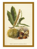 Sweet Chestnut, Blossom and Fruit Posters av W.h.j. Boot Sweet Chestnut, Blossom and Fruit Posters av W.h.j. Boot