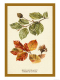 The Beech Leaves and Nut Posters by W.h.j. Boot The Beech Leaves and Nut Posters by W.h.j. Boot