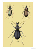 Beetles of Senegal, Britain and France Prints by Sir William Jardine