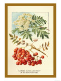 Flowers, Leaves, and Fruit of the Mountian Ash Plakater av W.h.j. Boot Flowers, Leaves, and Fruit of the Mountian Ash Plakater av W.h.j. Boot