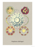 Jellyfish: Nauphanta Challengeri Plakater av Ernst Haeckel