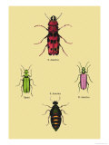 Beetles from North and South America and Spain Posters by Sir William Jardine