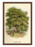 Walnut Tree Posters av W.h.j. Boot Walnut Tree Posters av W.h.j. Boot