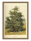 Box Tree Poster av W.h.j. Boot Box Tree Poster av W.h.j. Boot
