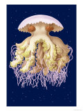 Astro-Jellyfish Plakater av Ernst Haeckel