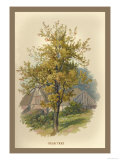 Pear Tree Plakat av W.h.j. Boot Pear Tree Plakat av W.h.j. Boot