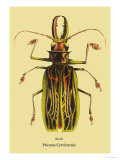 Beetle: Brazilian Prionus Cervicornis Posters by Sir William Jardine