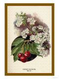 Cherry Blossom Fruit Poster av W.h.j. Boot Cherry Blossom Fruit Poster av W.h.j. Boot