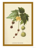 Catkins of the Planes Posters av W.h.j. Boot Catkins of the Planes Posters av W.h.j. Boot