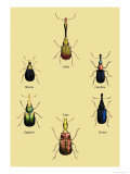 Beetles from Around the World Prints by Sir William Jardine