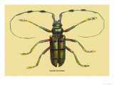 Beetle: Lamia Tricincta Poster by Sir William Jardine