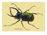 Beetle: Scarabaeus Atlas of Java Print by Sir William Jardine