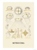Jellyfish: Mitrocoma Posters av Ernst Haeckel