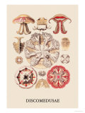 Jellyfish: Discomedusae Affiches par Ernst Haeckel