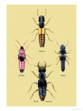 Beetles from Britain, Brazil, and North America Prints by Sir William Jardine
