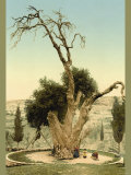 Abraham's Tree Mamreh on the West Bank Prints