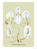Jellyfish: Anthomedusae Póster por Ernst Haeckel