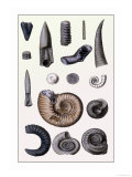 Shells: Cephalopoda Prints by G.b. Sowerby