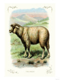 The Sheep Prints