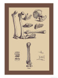 Bones with Tools Foto von Andreas Vesalius