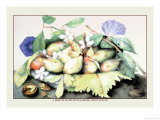 Dish of Plums with Jasmine and Walnuts Poster por Giovanna Garzoni
