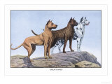 Gran daneses Pósters por Louis Agassiz Fuertes