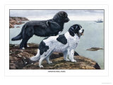 Two Newfoundlands Posters by Louis Agassiz Fuertes