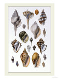 Shells: Sessile Cirripedes Prints by G.b. Sowerby