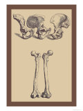 Pelvic Bones Kunstdrucke von Andreas Vesalius