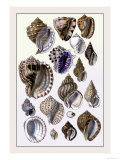 Shells: Purpurifera Photo by G.b. Sowerby