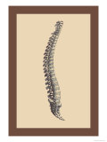 Backbone Poster von Andreas Vesalius