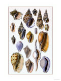 Shells: Trachelipoda Print by G.b. Sowerby