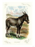 The Donkey Photo