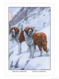 Two Saint Bernards Prints by Louis Agassiz Fuertes
