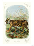 The Tiger Posters