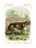 The Leopard Pósters