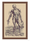The Fourth Plate of the Muscles Posters par Andreas Vesalius
