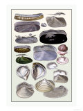 Shells: Dimyaria Posters by G.b. Sowerby