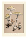 Deadly Amanita Prints by William Hamilton Gibson